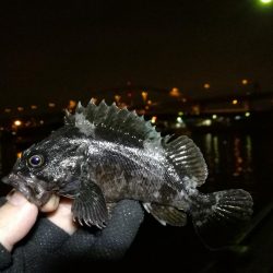 南港フェリーヘチ釣り (小真チヌ, ガシラ 釣果有り)