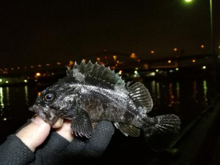 南港フェリーヘチ釣り (小真チヌ, ガシラ 釣果有り)
