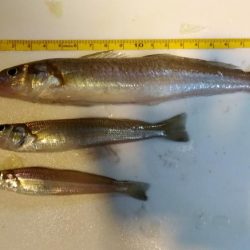 良型シロギスGET