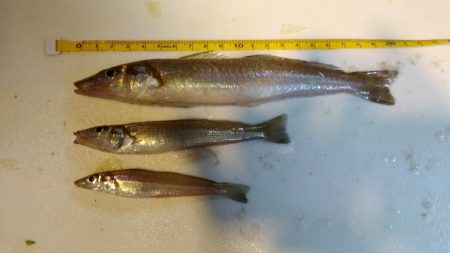 良型シロギスGET