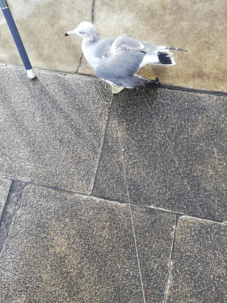 ディアルーナ対空砲