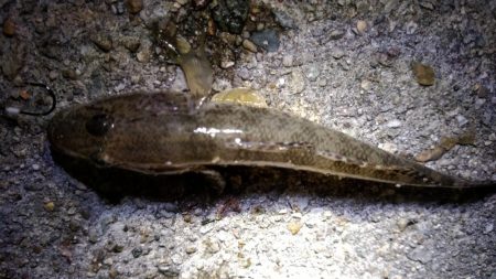 アジング終盤戦