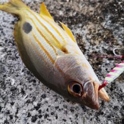 夕マズメ30分だけ爆釣果