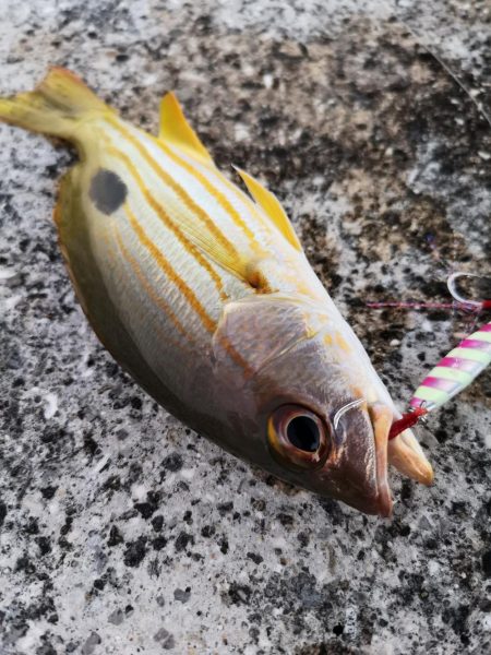 夕マズメ30分だけ爆釣果