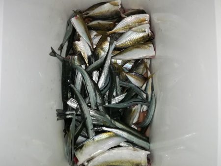 サヨリからのあじ