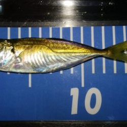 ワインドとアジング