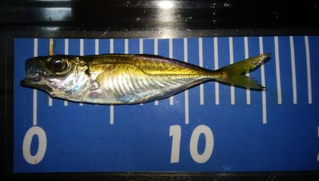 ワインドとアジング