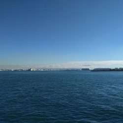 久しぶりのサゴシ