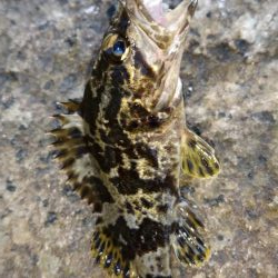 評判の釣り場見学