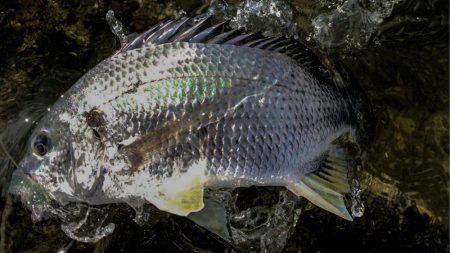 甲子園浜　デイも好調