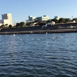 甲子園浜 65cm マルチ