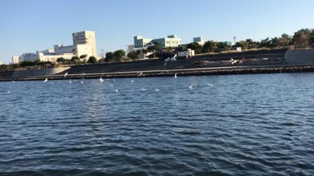 甲子園浜 65cm マルチ