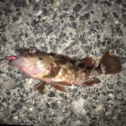 メバル・ガシラ・アジ