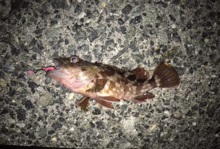 メバル・ガシラ・アジ