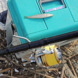 再度落ちギスを狙って