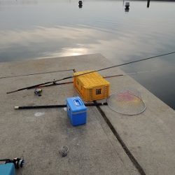 ハネを狙ったが5目釣りに