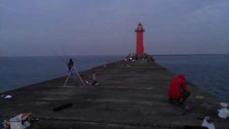 ノマセでタコ!?