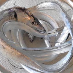 タチウオ細くない?