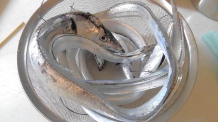 タチウオ細くない?