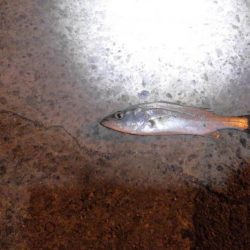 ヒラメシーズン!