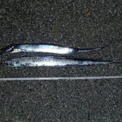 ワインドでタチウオ