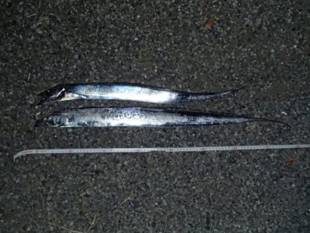 ワインドでタチウオ