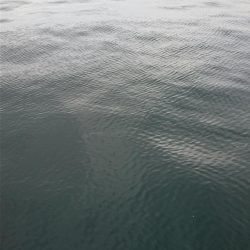 南港タチウオ いつ回復するの！？