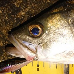 朝練 シーバス&タチウオ&サバキャッチ♪