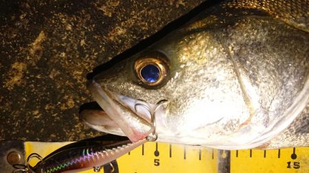 朝練 シーバス&タチウオ&サバキャッチ♪