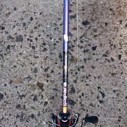 泉大津エリア タチウオ釣果