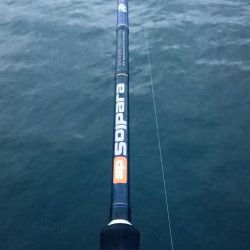 大阪湾タチウオ終了なん!?