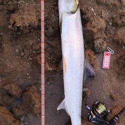 干潮時間で爆釣しました。仕上げはカライワシ