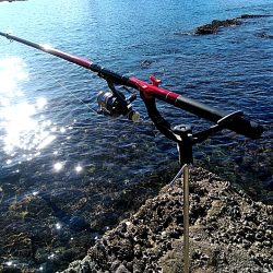 アオリイカが　なんと６杯あがりました!!