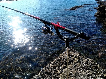 アオリイカが　なんと６杯あがりました!!