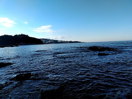 アオリイカ段々と大きくなってます！！