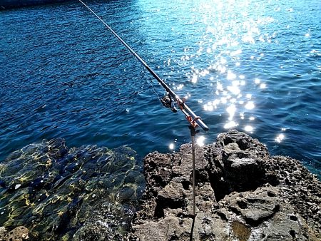 凄い!!ハタまで釣れました!!