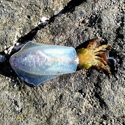 アオリイカ3杯あがりました!!