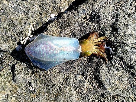 アオリイカ3杯あがりました!!