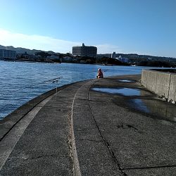 アオリイカ 昼間も釣れました!!