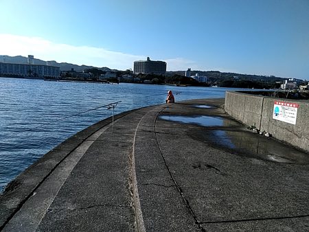 アオリイカ 昼間も釣れました!!