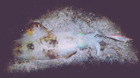 アオリイカ、アカハタ