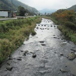狩野川(狩野川漁業協同組合) 釣果