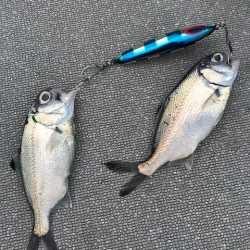 へいみつ丸 釣果