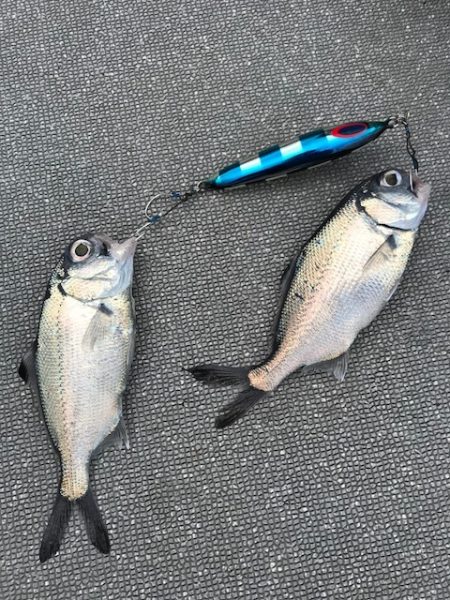 へいみつ丸 釣果