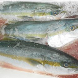 こうゆう丸 釣果