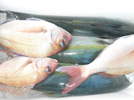 こうゆう丸 釣果