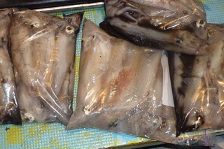 松福丸 釣果