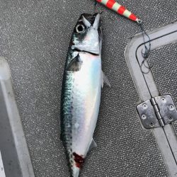 へいみつ丸 釣果