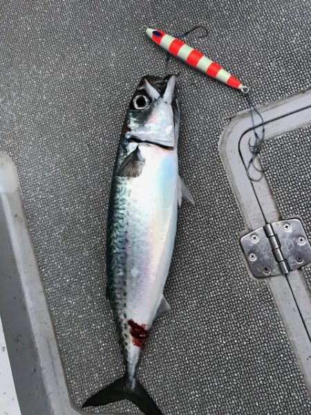 へいみつ丸 釣果