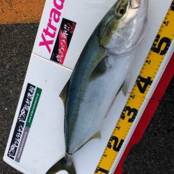 メタルジャッカーでショアジギ入門のきっかけに！ LUMICAメタルジャッカー新色インプレッション